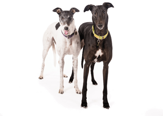 Looking For A Greyhound Puppy Or Dog In Aurora, Ohio - Greyhound (519x370), Png Download