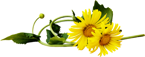 Dandelion Flowers - Желтые Ромашки Пнг (600x264), Png Download