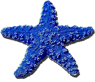 Navy Blue By - Blue Sea Star Png (600x480), Png Download