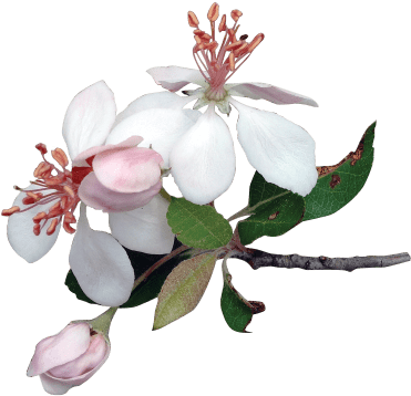 Flower Apple Png (400x400), Png Download