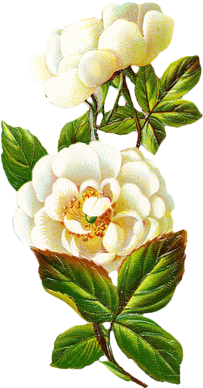 Centifolia Roses Flower Petal - Vintage Flowers White Png (398x758), Png Download