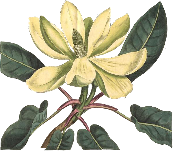 Magnolia Fraseri (599x524), Png Download