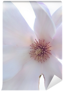 African Daisy (400x400), Png Download