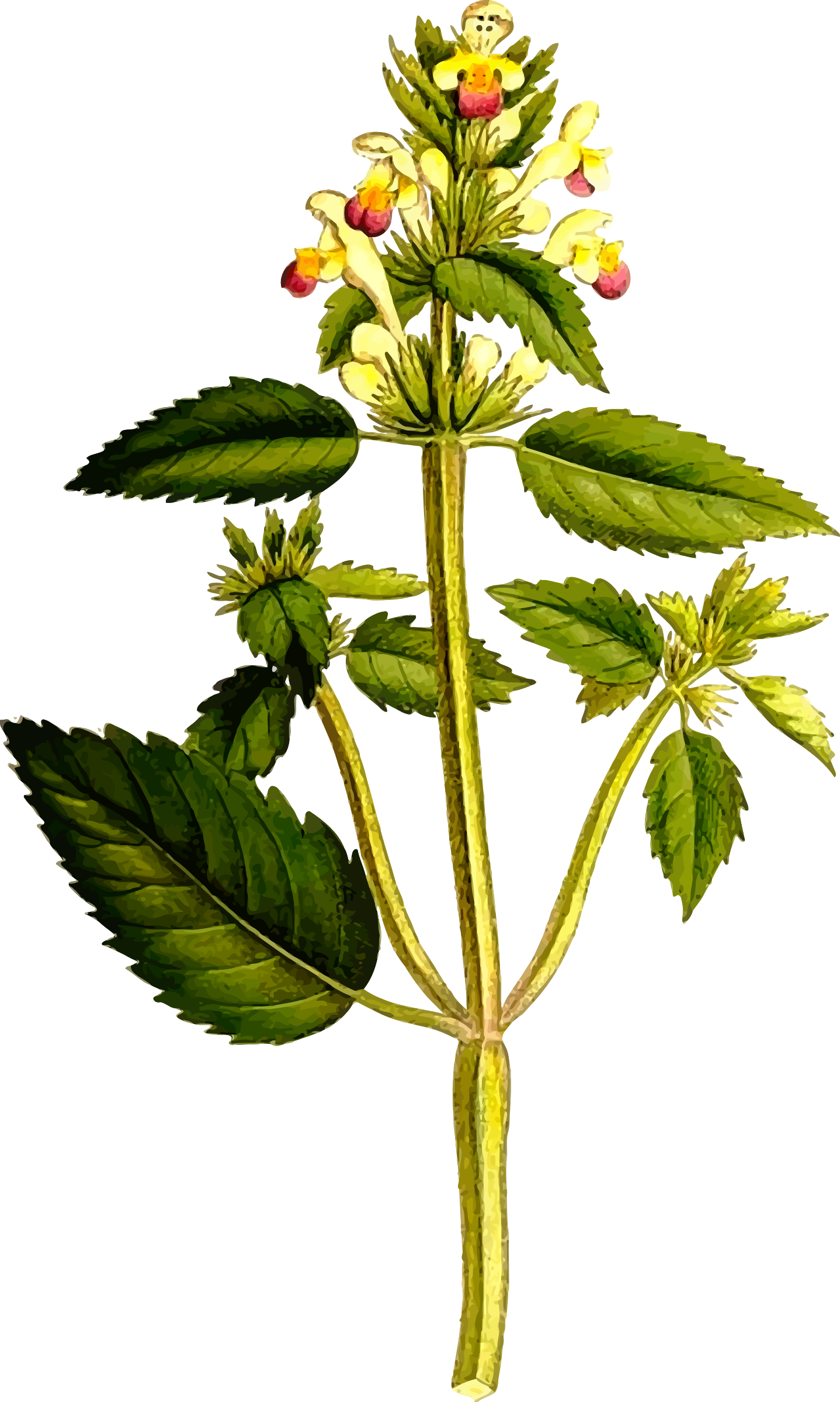 This Free Icons Png Design Of Hemp-nettle (1438x2400), Png Download