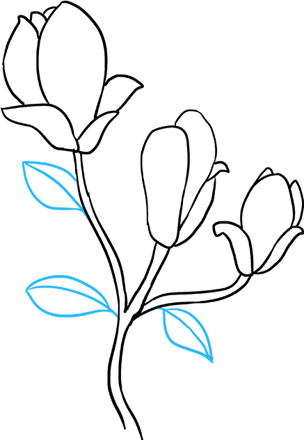 How To Draw Magnolia Flower - Magnolia (680x678), Png Download