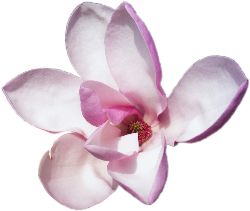 Magnolia Flowers Transparent Png - Tonka Beans (1000x750), Png Download