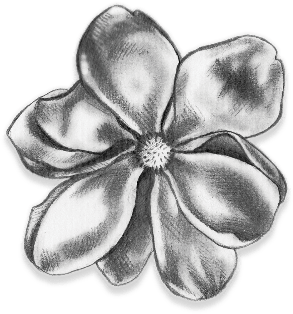 Adobe Illustrator, Adobe Indesign, Photoshop - Tagetes Patula (1686x1448), Png Download