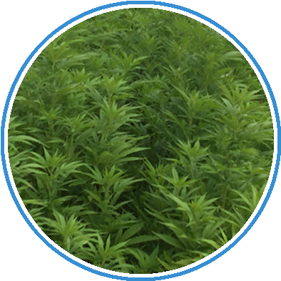 The Hemp Plant - Hemp (471x440), Png Download