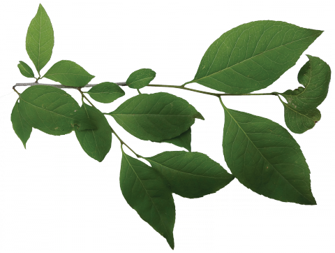 Louisiana State Arboretum State Preservation Area (480x362), Png Download