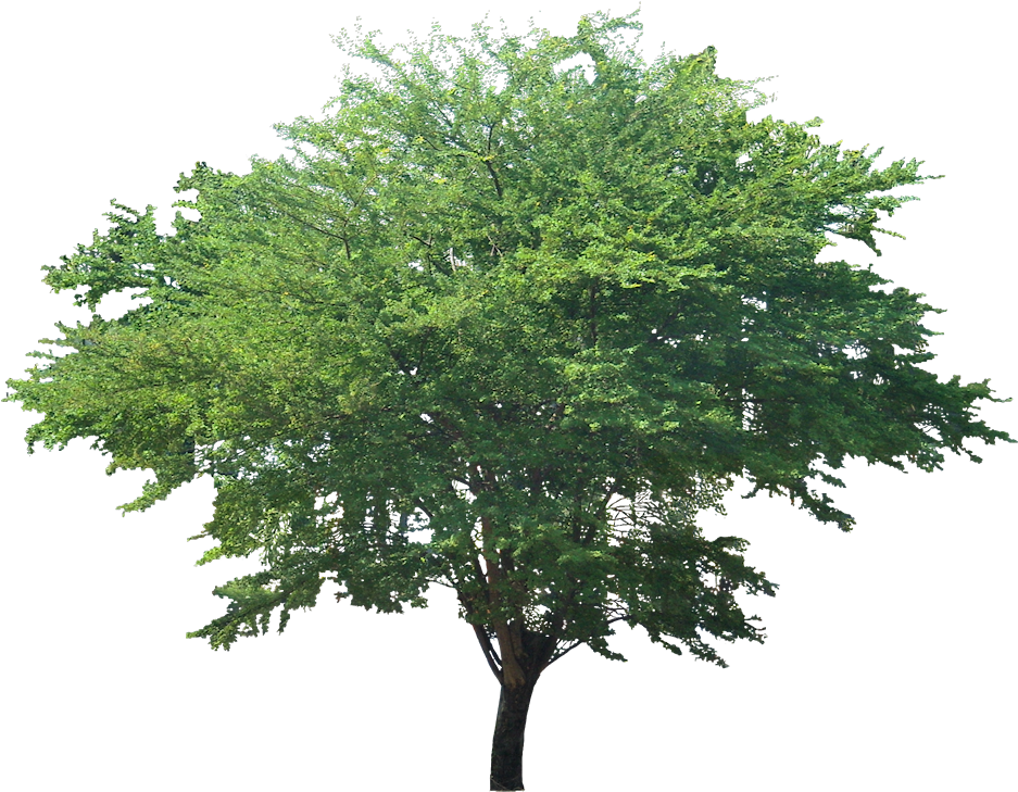 Pithecellobium Dulce - Pithecellobium Dulce Tree (950x733), Png Download