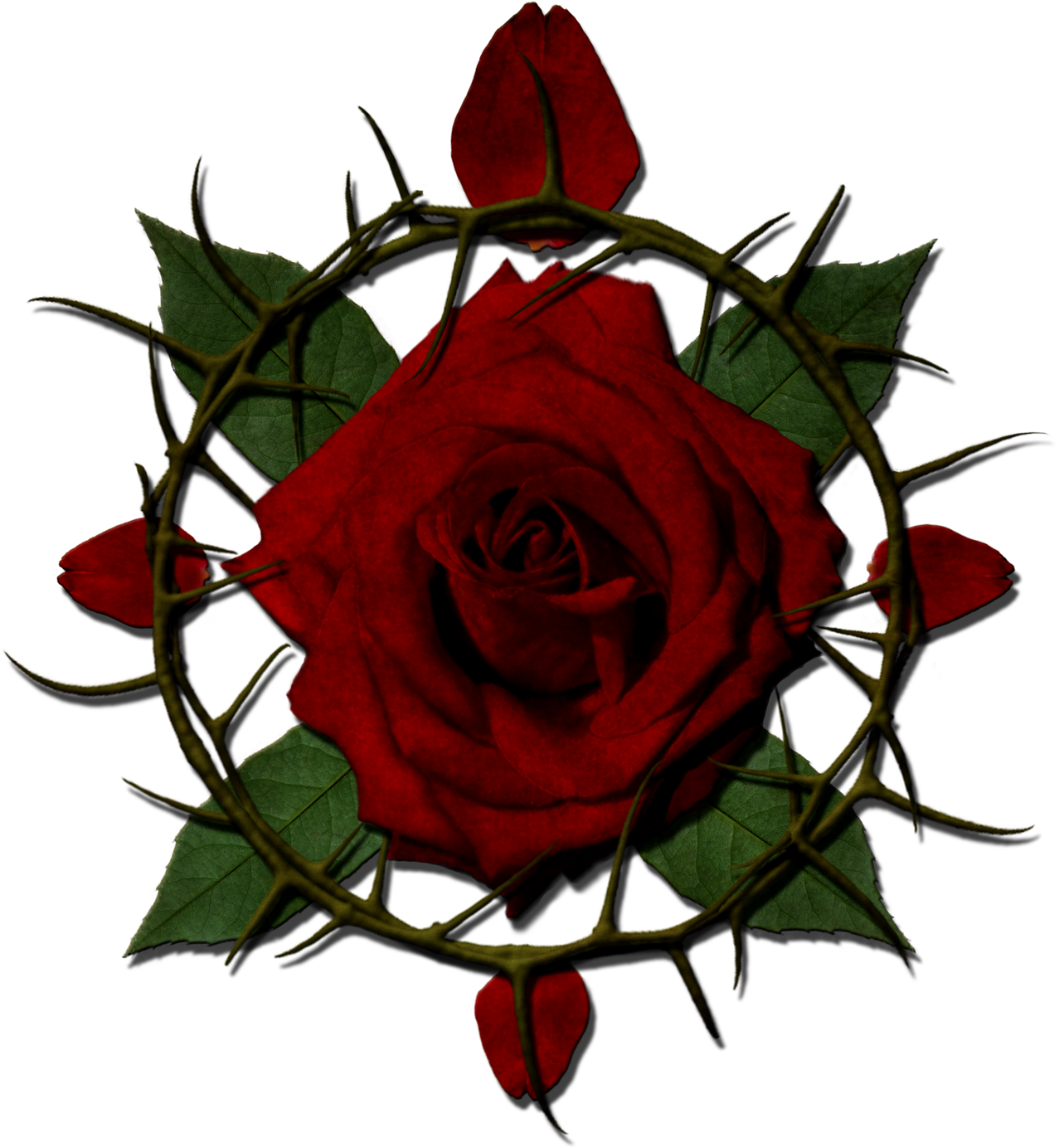 Rose With Thorns Clipart (1300x1429), Png Download