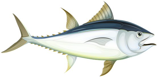 Fish, Sea, Tuna, Underwater, Water, Ocean, Animal - Letter F For Fish (640x426), Png Download