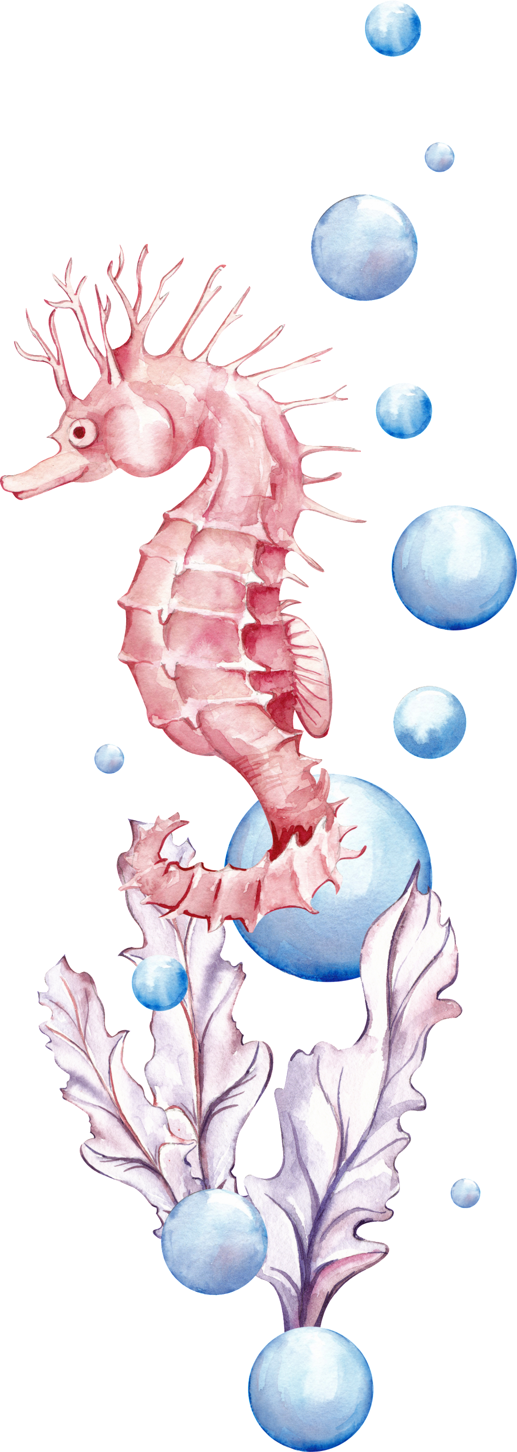 Deep Sea Hippocampus Cartoon Transparent - Illustration (1024x2875), Png Download