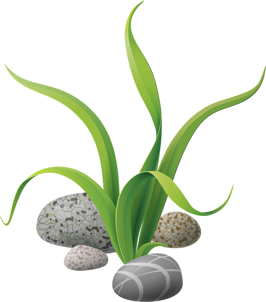 Фотки Cartoon Fish, Ocean Drawing, Sea Plants, Nautical - Transparent Background Seaweed Clipart (1179x1280), Png Download