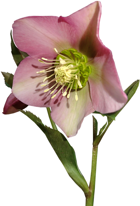 Flower, Stem, Pink Bloom, Garden, Plant, Nature - Flower (540x720), Png Download