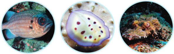 The Reef Has Also Hosted A Variety Of Macro Subjects - Freshwater Whipray (605x204), Png Download