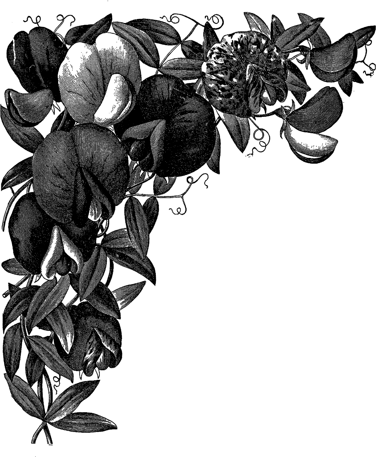 Digital Flower Corner Design Downloads ,png - Drawing (1421x1600), Png Download