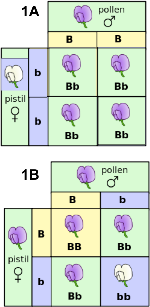 Mendelian Inheritance Of Flower Color In Peas - Law Of Dominance Images Byju's (533x1076), Png Download