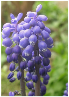 Grape (400x400), Png Download