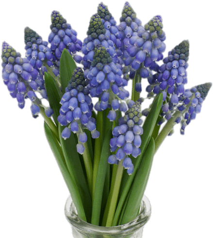 Flowers - Grape Hyacinth (500x500), Png Download