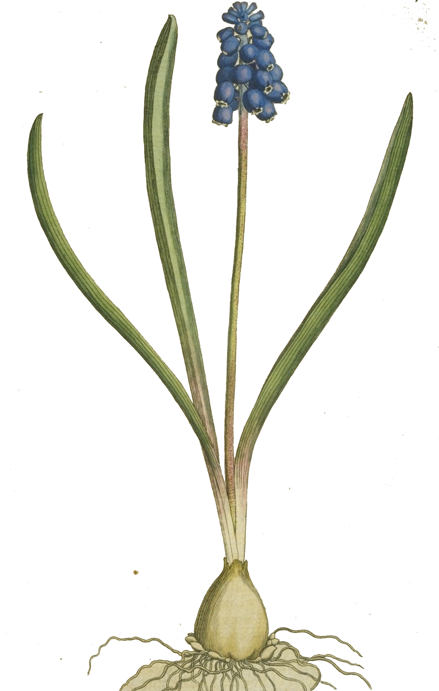 Grape Hyacinth Free Png Image - Grape Hyacinth Botanical Illustration (895x1408), Png Download