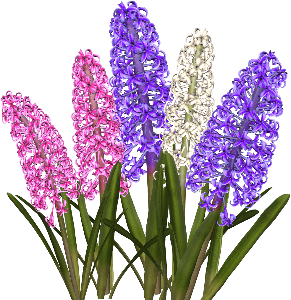 Hyacinth (1024x1024), Png Download