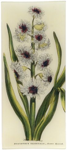 Eastern Hyacinth Eastern Hyacinth - Hyacinth (500x500), Png Download