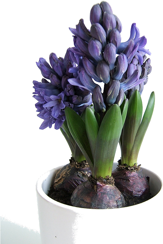 Гиацинт клубни. Гиацинт луковица. Луковица гиацинта. Луковица гиацинта. Гиацинт 3 луковицы в горшке.