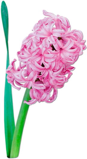 Jacinthe Fleur Png Tube (335x550), Png Download