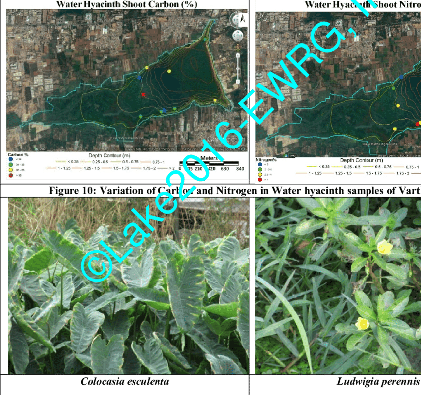 Variation Of Carbon And Nitrogen In Water Hyacinth - Bellandur Lake (850x798), Png Download