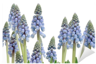 Grape Hyacinth (400x400), Png Download