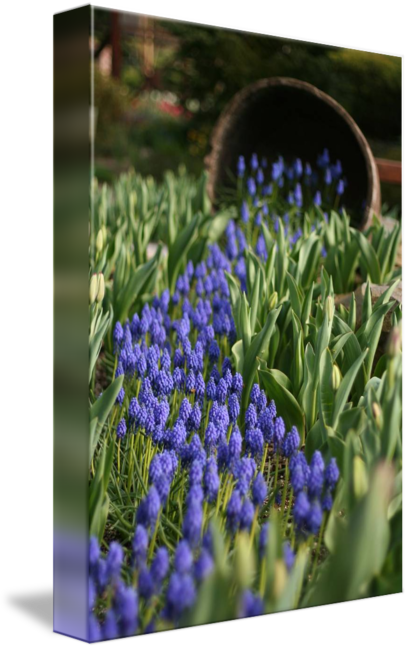 "grape Hyacinth Spill" By Justin Duray, Tacoma // Grape - Grape Hyacinth (408x650), Png Download