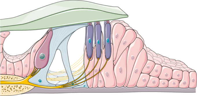 Organ Of Corti (680x332), Png Download