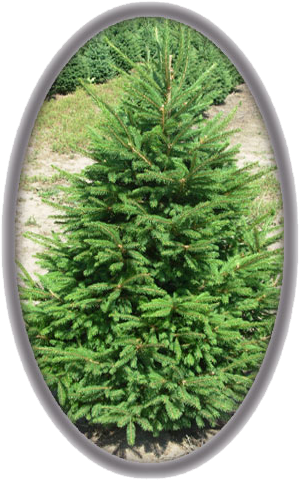 Norway Spruce (323x494), Png Download