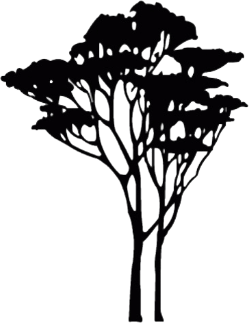 Mahogany Tree Black And White Full Size Png Download Seekpng