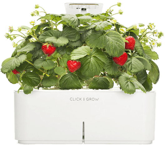 Click & Grow - Click And Grow Png (760x610), Png Download