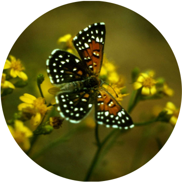 Metalmark Butterfly - Lange's Metalmark Butterfly (400x400), Png Download