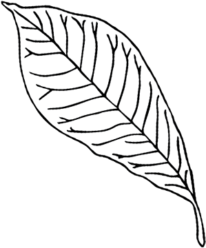 Pawpaw Leaf - Paw Paw Leaf Drawing (400x400), Png Download