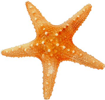 Estrella Mar Png - Estrellas De Mar En Png (500x493), Png Download