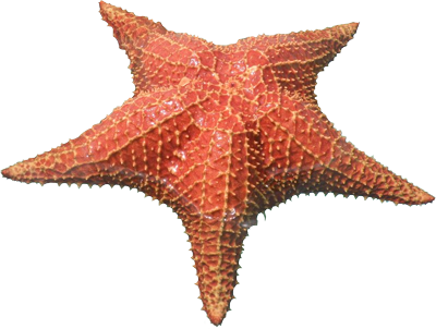 Evaluación Del Proceso De Aprendizaje > Inicial, Formativa - Estrella De Mar Png (400x302), Png Download