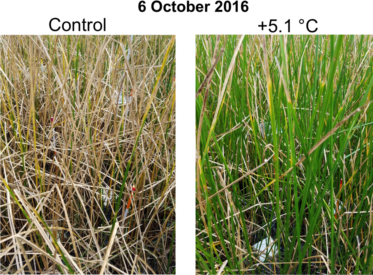 Control And Warmed Grasses Experiment - Grasses (1200x902), Png Download