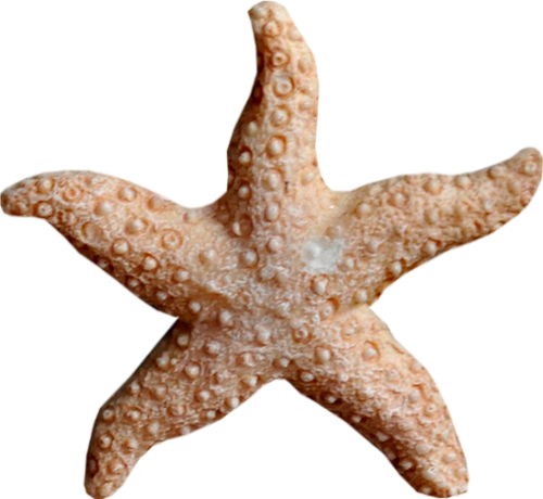 Timeless Starfish Throw Blanket (500x460), Png Download