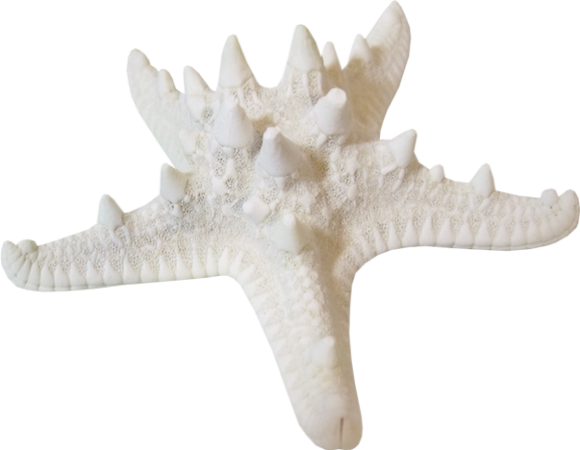 Starfish (580x450), Png Download