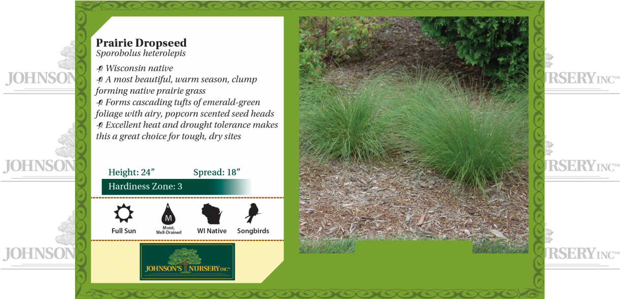 Prairie Dropseed Sporobolus Heterolepis Benchcard - Mesabi Cherry (1240x589), Png Download
