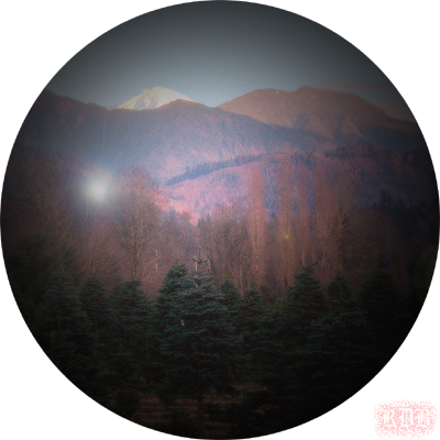 The City Had Withdrawn Into Itself - Tree (400x400), Png Download