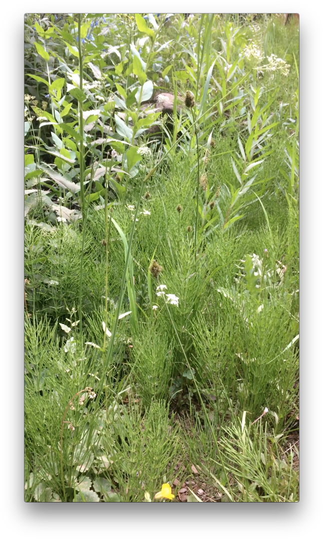 Post Navigation - Sweet Grass (662x1089), Png Download