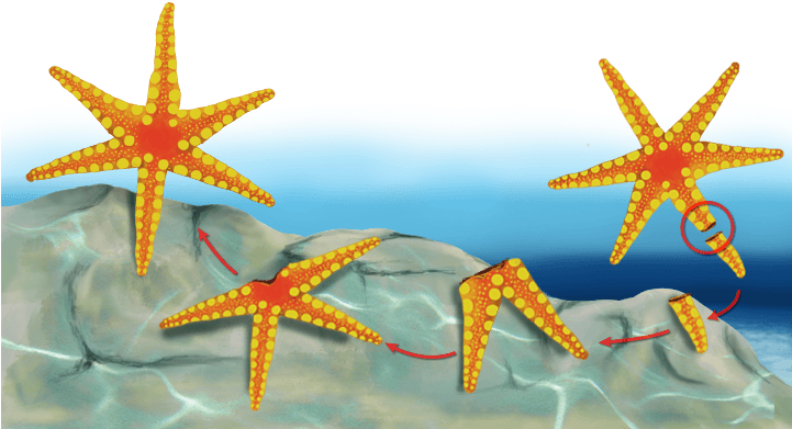 Ejemplos De Reproduccion Asexual - Seres Con Reproduccion Asexual (720x500), Png Download