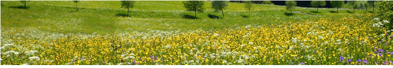 Handy-slider Natur Fruehling - Entspannung Natur-in Feld Und Flur - Musik (800x231), Png Download