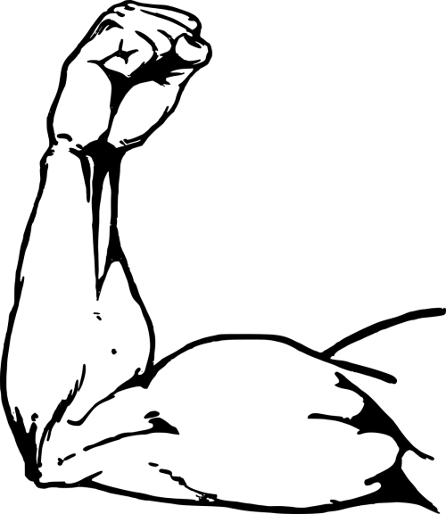 Muscle Arm Drawing Png (500x576), Png Download