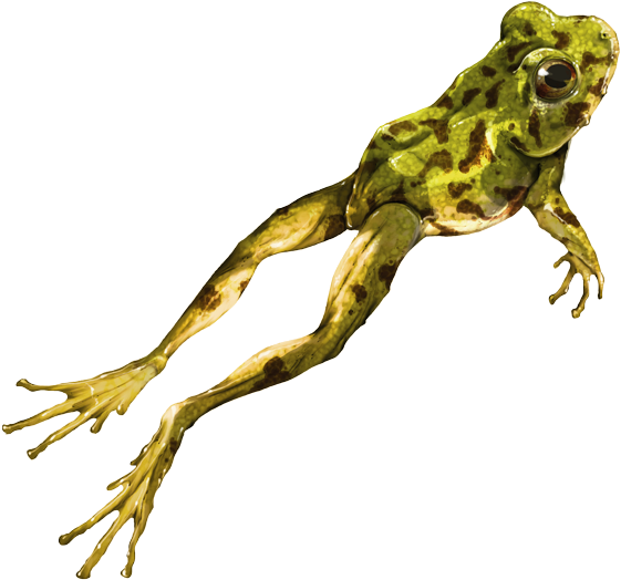 Related Wallpapers - Rana Colombia Png (614x550), Png Download